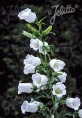 Campanula medium White single